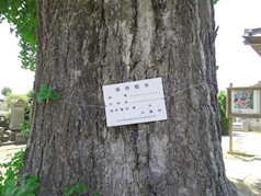 境内にある銀杏の大木-久喜市指定保存樹木-